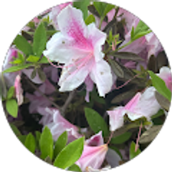 Profile photo of brittney Honeycutt