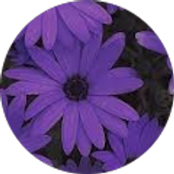 Profile photo of Rocio Rodelas