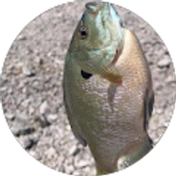 Profile photo of Botitoy Concha