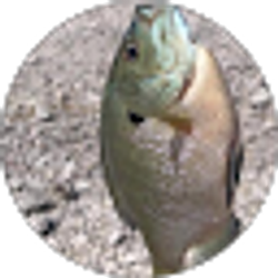 Profile photo of Botitoy Concha