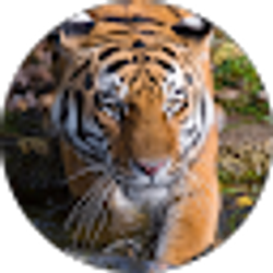 Profile photo of J Le