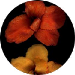 Profile photo of Diana Osorio