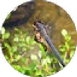 Profile photo of David Lindemann