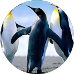 Profile photo of O RINCON