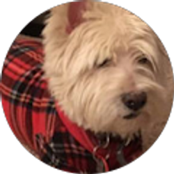 Profile photo of Li Sa