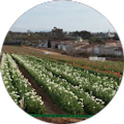 Profile photo of pete n