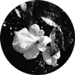 Profile photo of Janice Reed Kane