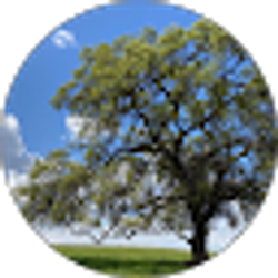 Profile photo of Ann M