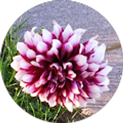 Profile photo of Monica Jones