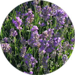 Profile photo of Shufen C.