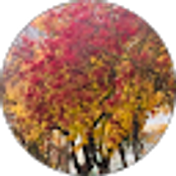 Profile photo of Mar Mar