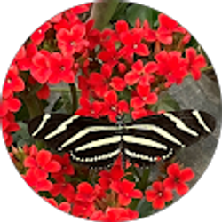 Profile photo of Kindra Clark