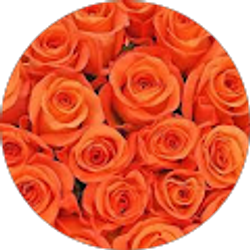 Profile photo of Jiavani Haynes