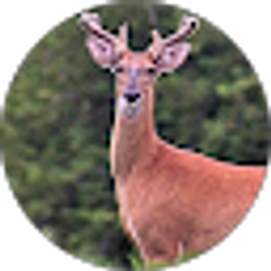 Profile photo of Austin Wheeler