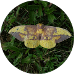 Profile photo of Zig Ziggler