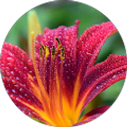 Profile photo of Ahoo Design