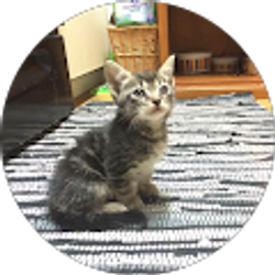 Profile photo of otto989