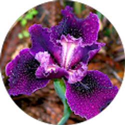 Profile photo of Tammy Thoms