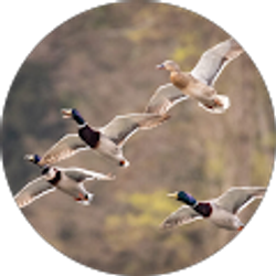 Profile photo of Wendy Bair