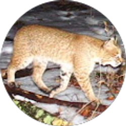 Profile photo of Nick Stefano