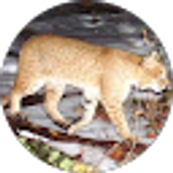Profile photo of Nick Stefano