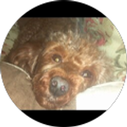 Profile photo of Nancy Schvertt