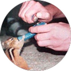 Profile photo of Yo chipmunk