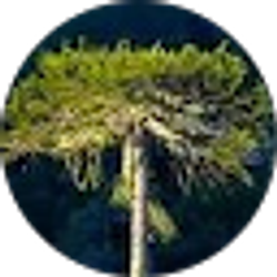 Profile photo of W KON
