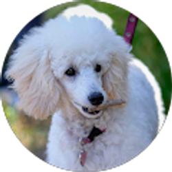Profile photo of Andrew Camarillo