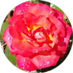 Profile photo of Patricia Black