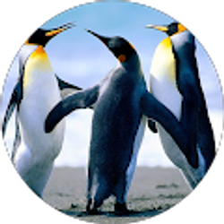 Profile photo of Pat Lambie