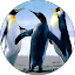 Profile photo of Pat Lambie