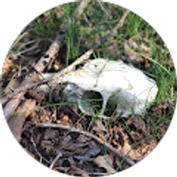 Profile photo of Mark Graff