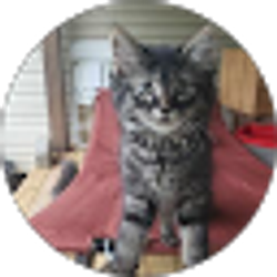 Profile photo of Allison Taylor