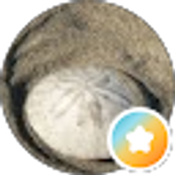 Profile photo of Hoi Lam