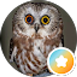 Profile photo of Nite Owl