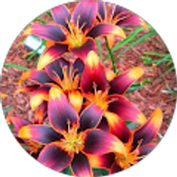 Profile photo of Mindy Morrissey