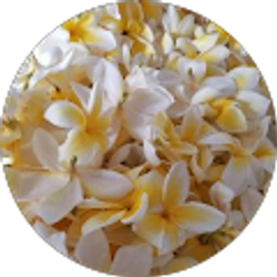 Profile photo of Anuhea Sylva