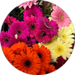 Profile photo of Amanda Grimm