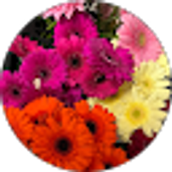 Profile photo of Amanda Grimm