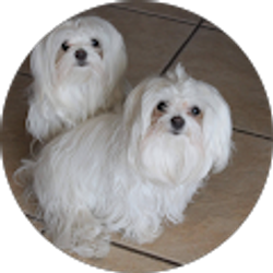 Profile photo of Lisa Jones