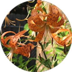 Profile photo of Jana Mooney