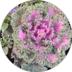 Profile photo of Lindsay Smith