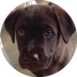 Profile photo of Juan Felipe Ramirez