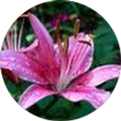 Profile photo of Michelle Marley