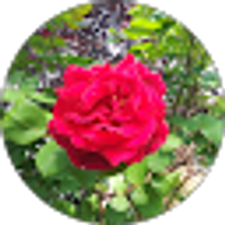 Profile photo of Enriqueta Espanola