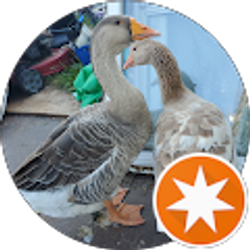 Profile photo of M B (GeekyGoddess420)