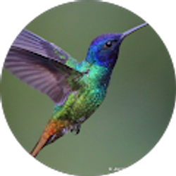 Profile photo of V Storm