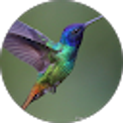 Profile photo of V Storm