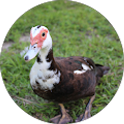 Profile photo of Rachael Ballard